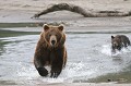  Ours brun, mammifere, ourson, course, peche, kamtchatka, russie 