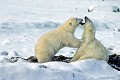  Our polaire, mammifere, jeux, neige, churchill, canada 