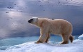  Ours polaire, mammifere, banquise, spitzberg, svalbard 