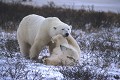  Ours polaire, mammifere, jeux, churchill, canada 