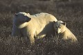  Ours polaire, mammifere, femelle et jeune, churchill, canada 