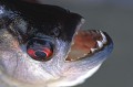  Piranha, poisson, delta orenoque, venezuela 