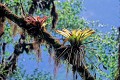  Bromeliacees, flore, andes, réserve yanococha, equateur 