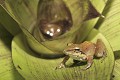  Grenouille, amphibien, andes, réserve yanococha, equateur 