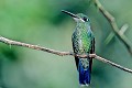  Colibri, oiseau, andes, réserve yanococha, equateur 