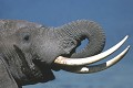 Elephant, mammifere, ongule, cratere ngorongoro, tanzanie 