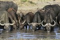  Buffles, mammifere, ongule, point d'eau, chobe, botswana 