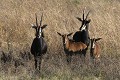  Hippotrague noir, mammifere, ongule, parc national hwange, zimbabwe 