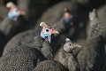 Pintades, oiseaux, galliforme, chobe, botswana 