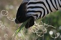  Zebre, mammifere, ongule, parc national hwange, zimbabwe 