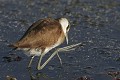  Jeune jacana, oiseau, parc national hwange, zimbabwe 