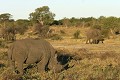  Rhinoceros, mammifere, ongule, parc national hwange, zimbabwe 