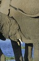  Elephanteau, mammifere, ongule, amboseli, kenya 