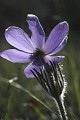  Anemone pulsatille, flore, pelouses seches, piemont, vignoble alsacien 
