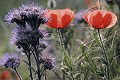  Coquelicots, flore, plaine, alsace 