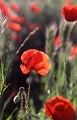 Coquelicots, flore, plaine, alsace 