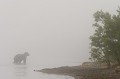  Ours brun, mammifere, brume, reserve Yuzhno-Kamtchatsky, kamtchatka, russie 