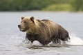  Ours brun, mammifere, peche, kamtchatka, russie 