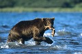 Ours brun, mammifere, peche, kamtchatka, russie 
