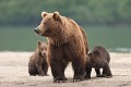  Oursons, brun, mammifere, allaitement, kamtchatka, russie 
