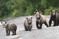  Oursons, brun, mammifere, portee, kamtchatka, russie 