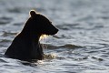  Ours brun, mammifere, peche, kamtchatka, russie 