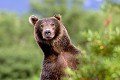  Ours brun, mammifere, dresse, kamtchatka, russie 