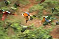  Oiseaux, aras, perroquets, vol, Perou, Forêt amazonienne 