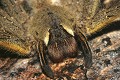  Araignée, ctenidae, phoneutria, venin, forêt tambopata, pérou 
