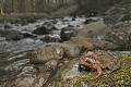  Amphibien, grenouille rousse, rana temporaria, lac lauch, haut-rhin france 