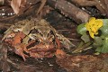  Amphibien, grenouille rousse, rana temporaria, migration, lac lauch, haut-rhin, france 