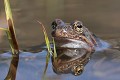  Amphibien, grenouille rousse, rana temporaria, migration, lac lauch, haut-rhin, france 