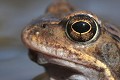  Amphibien, grenouille rousse, rana temporaria, migration, lac lauch, haut-rhin, france 