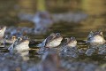  Amphibien, grenouille rousse, rana temporaria, lac lauch, haut-rhin, france 