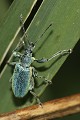  Insecte, coléoptère, phyllobius pomaceus, see urbès, haut-rhin, alsace 