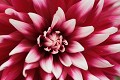  Fleur, dahlia, parc et jardins de wesserling, vallée thur, husseren-wesserling, haut-rhin, alsace 