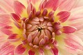  Fleur, dahlia, parc jardins wesserling, vallée thur, husseren wesserling, haut-rhin , alsace 