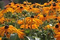  Fleur, rudbeckia, parc jardins wesserling, vallée thur, husseren wesserling, haut-rhin, alsace 