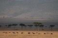  Paysage, savane, masai mara, migration gnou, kenya 