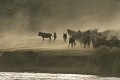  Mammifère, gnous, migration, passage rivière, masai mara, kenya 