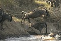  Mammifère, gnous, passage rivière Mara, savane, masai mara, migration gnou, kenya 