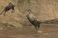  Mammifère, gnous, passage rivière Mara, savane, masai mara, migration gnou, kenya 
