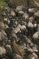  Mammifère, gnous, passage rivière mara, bousculade, savane, masai mara, migration gnou, kenya 