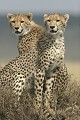  Mammifère, guépard, savane, masai mara, kenya 