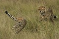  Mammifère, guépard, course, savane, masai mara, kenya 