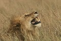 Mammifère, lion, rictus, savane, masai mara, kenya 
