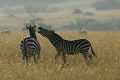  Mammifère, zèbres, combat, savane, masai mara, kenya 