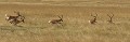  Mammifère, impalas, course, savane, masai mara, kenya 