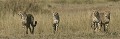  Mammifère, guépard, savane, masai mara, kenya 