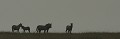  Mammifère, zèbres, savane, masai mara, kenya 
